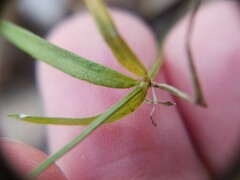 Galium uniflorum