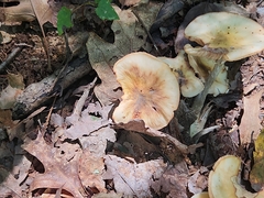 Gerronema strombodes