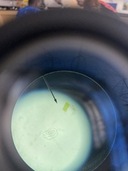 Scenedesmaceae
