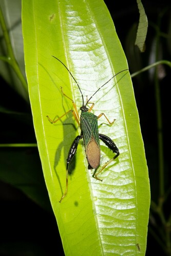 Petalops fortunatus