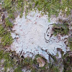 Leucodecton subcompunctum
