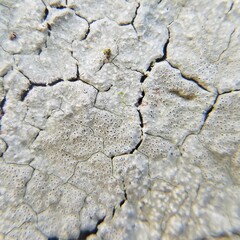 Leucodecton subcompunctum