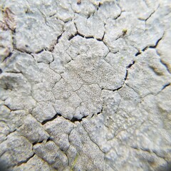 Leucodecton subcompunctum