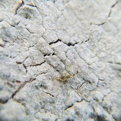 Leucodecton subcompunctum