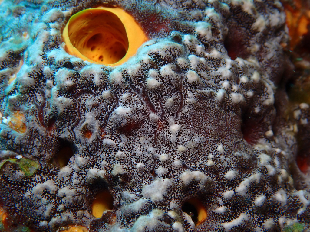Dictyonella funicularis
