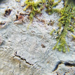 Leucodecton subcompunctum