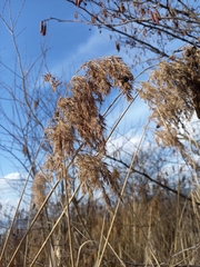 Celtica gigantea