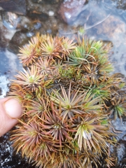 Psammotropha myriantha