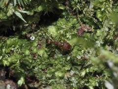 Pheidole navigans