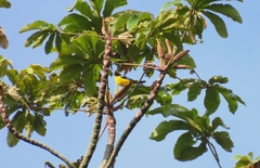 Anisognathus somptuosus