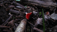 Sarcoscypha coccinea
