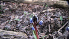 Scilla