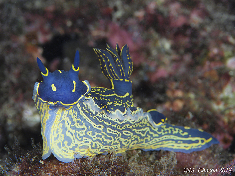 Photo of Painted hypselodoris (Hypselodoris picta)