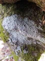 Phlyctis petraea