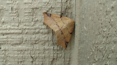 Caripeta triangulata