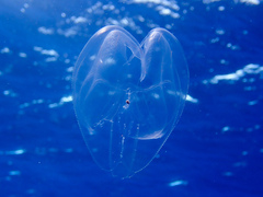 Mnemiopsis leidyi