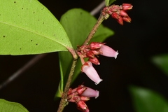 Lyonia lucida