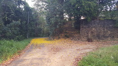 Handroanthus serratifolius