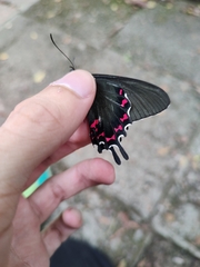 Parides bunichus