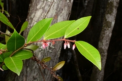 Lyonia lucida