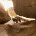 Southern California Ringtail - Photo (c) a-geoman, some rights reserved (CC BY-NC), uploaded by a-geoman