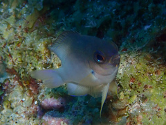 Stegastes partitus