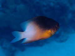 Stegastes partitus