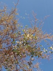 Amphilophium carolinae