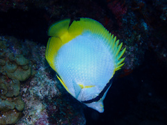 Chaetodon ocellatus
