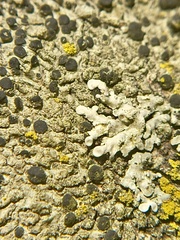 Lecidella