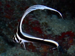 Eques punctatus
