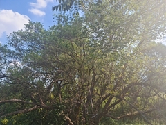 Combretum erythrophyllum