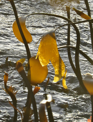 Laminaria setchellii