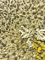 Lecidella