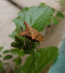 Euschistus