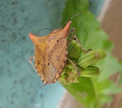 Euschistus