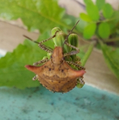 Euschistus