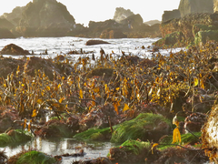 Laminaria setchellii