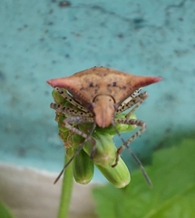 Euschistus