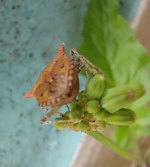 Euschistus