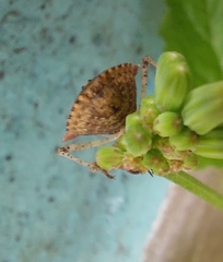 Euschistus