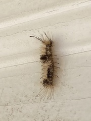 Dasychira meridionalis