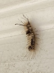 Dasychira meridionalis