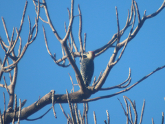 Melanerpes rubricapillus