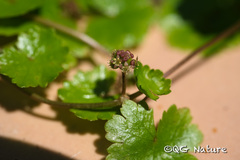 Hydrocotyle sibthorpioides