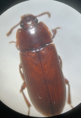 Uloma culinaris
