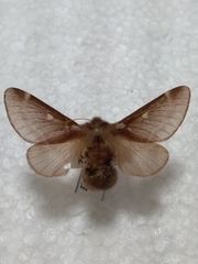 Eriogaster lanestris