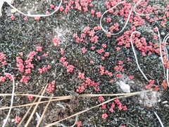 Sedum smallii