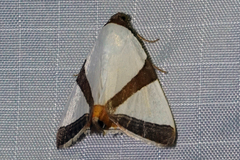 Eulepidotis rectimargo