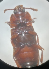 Uloma culinaris